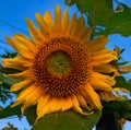 Sun Flower & x28;Bunga matahari& x29; Royalty Free Stock Photo