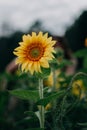 Sun flower yellow green leaves sky beauty in nature Royalty Free Stock Photo