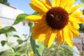 Sun Flowers Ashville North Carolina