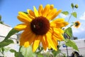 Sun Flowers Ashville North Carolina