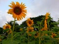 Sun Flowers in Benchakitti Park