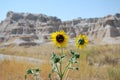 Sun Flowers in Desert Mountain Landscape in Badlands National Park, South Dakota Royalty Free Stock Photo