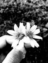 Sun flowers effect camera photograph
