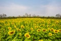 Sun flowers field Royalty Free Stock Photo