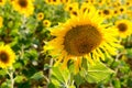 Sun flowers field in Spain