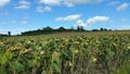 Sun flowers in field