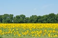 Sun flowers field in Ukraine Royalty Free Stock Photo