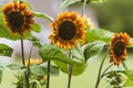 Sun flowers in the garden. grown in the midwest.