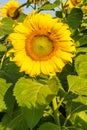 Sun flowers