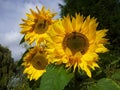 Sun flowers Royalty Free Stock Photo