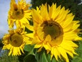 Sun flowers