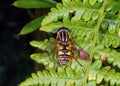 Sun Fly - Helophilus pendulus, Chaddesley Wood.