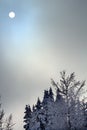 Sun Fog Snow Covered Evergreen Trees Abstract at Snoqualme Pass Royalty Free Stock Photo