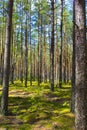 The sun is in the forest. Bright green moss. Shadow of the trees on the moss Royalty Free Stock Photo