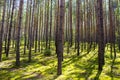 The sun is in the forest. Bright green moss. Shadow of the trees on the moss. Royalty Free Stock Photo