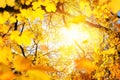 The sun framed by yellow foliage in autumn