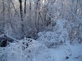 Winter landscapes of the Central black earth region. Royalty Free Stock Photo