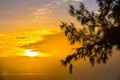 Silhouette of a tree branch on sunset. Hainan, China. Royalty Free Stock Photo