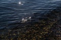 Sun glare and colorful green emerald gold pebbles in the clear blue water of lake baikal, ripples, beach Royalty Free Stock Photo