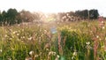 Sun glare in the evening summer sky during sunset. Atmospheric photo of a country field with wild flowers and herbs in a boho Royalty Free Stock Photo