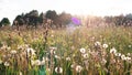 Sun glare of the rays of the setting sun on the background of a country field with white dandelions and wild flowers. Atmospheric