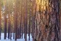 Sun Glow In Snowy Winter Forest. Pine Tree Trunk Closeup