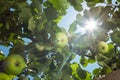 Sun go through apple tree leafs Royalty Free Stock Photo