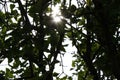 The sun at sunset comes through the branches of lilac and leaves. Shallow depth of field Royalty Free Stock Photo