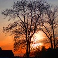 Silhouette of a bare tree in winter at sunset. Royalty Free Stock Photo