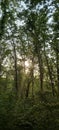 Sun going down in the woods Royalty Free Stock Photo