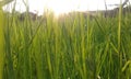 sun and grass