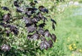 Sun green red maple tree branch with young leaves on a background of a blurred garden in the spring, a carpet of blooming forget-m Royalty Free Stock Photo