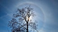 Sun halo and dry tree silhouette Royalty Free Stock Photo