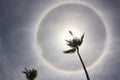 A Sun Halo formed by Ice Crystals in the caribbean Royalty Free Stock Photo