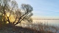 The sun has risen over the forest on the far shore of the lake and shines through the branches of willows and pines growing on the Royalty Free Stock Photo