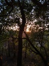 The sun hidden beyond the trees Royalty Free Stock Photo