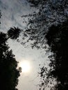 Sun hidden in clouds and trees Royalty Free Stock Photo