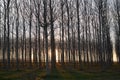 The sun hides between the trees illuminating the path on an autumn afternoon. Royalty Free Stock Photo