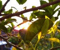 The sun hiding behind the leaf Royalty Free Stock Photo