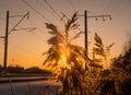 Sun hiding behind a plant at sunset Royalty Free Stock Photo