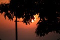 Sun hiding behind the tree on a beautiful evening Royalty Free Stock Photo