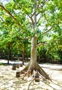 The sun, high overhead, shines down on a Kapok Tree casting shadow patterns on the ground in Mexico Royalty Free Stock Photo