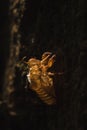 The sun shines on the cicada in the tree Royalty Free Stock Photo