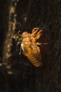 The sun shines on the cicada in the tree Royalty Free Stock Photo