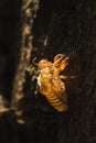 The sun shines on the cicada in the tree Royalty Free Stock Photo