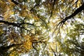 Sun-illuminated top of golden-leaved trees