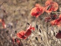 The sun illuminates the wild poppies close-up. Nature background