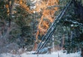 The sun illuminates the winter tree the snow melted