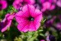 Sun kised  Geraniums in full bloum Royalty Free Stock Photo
