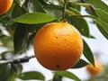 Sun-Kissed Citrus Delight: A Close-Up View of Fresh Oranges Hanging Amidst Lush Green Leaves. generative AI